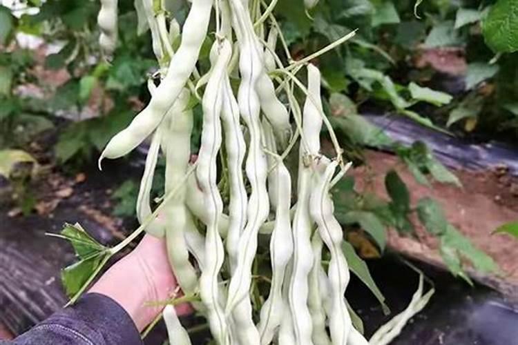 冬季大棚芸豆一般情况下隔几天浇一回水.浇水量大约多少.