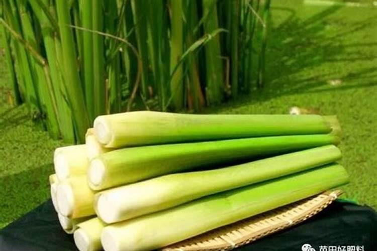 茭白种株有哪些习性？选茭白种株需要哪些注意事项呢？