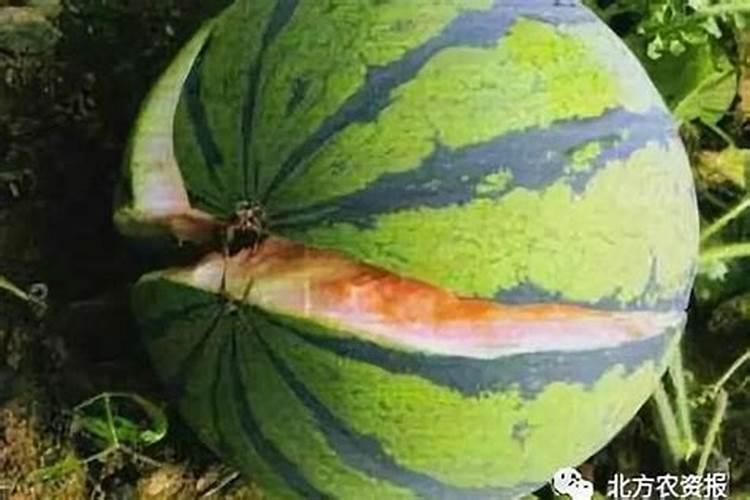 施用花卉的磷酸钙时要注意哪些问题？