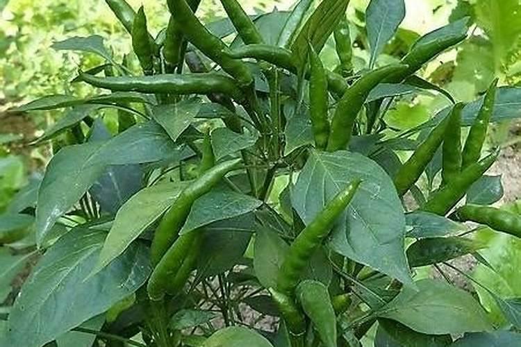 辣椒粉生根粉有什么肥料相对？