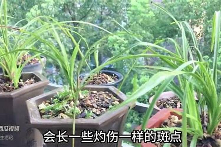 玉米什么时候打叶面肥好 使用方法有哪些
