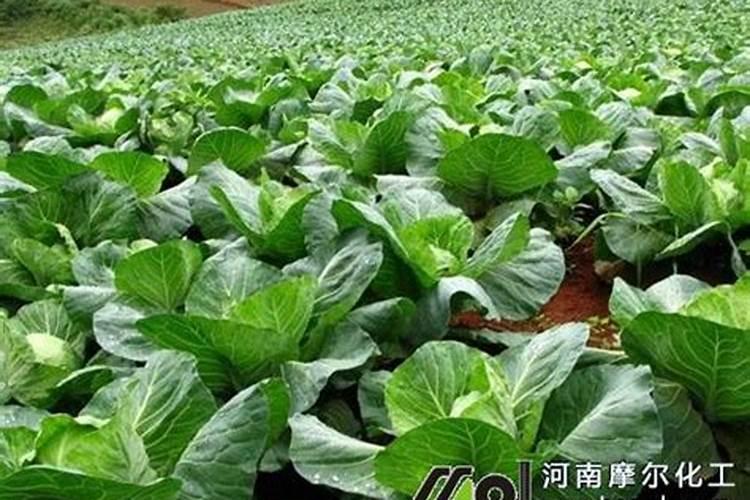 纯硫酸钾和尿素在一起稀释能当叶面肥喷吗