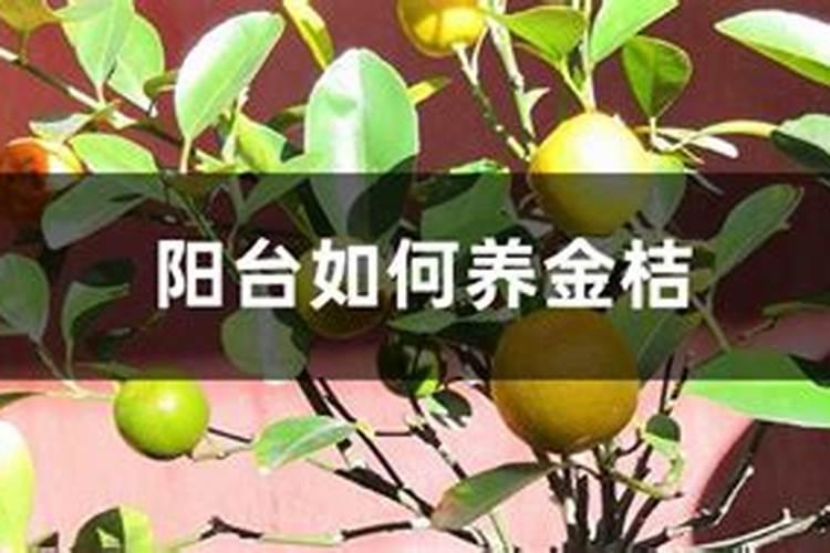天然芸苔素:花芽分化好、来年产量高、花芽管理、抗旱抗寒就用它