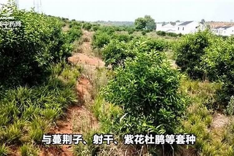 给柑橘树补钾用什么药？