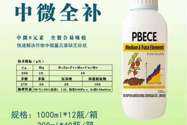 河北平乡特产:滏河贡白菜