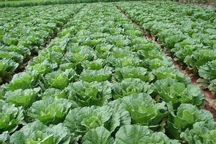 2023橡胶树种植前景如何？