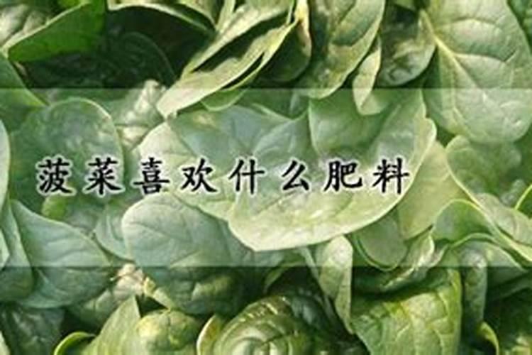 绣球花多久浇一次水