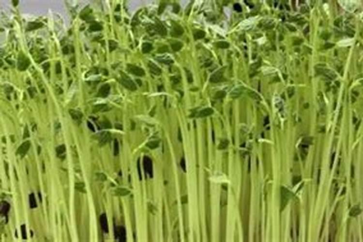 蔬菜上杀菌药打了两个多小时就下雨有用吗