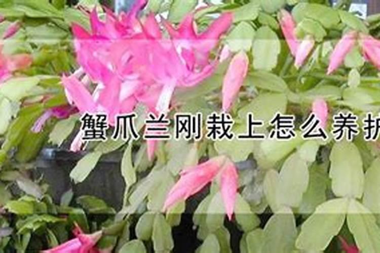 蟹爪兰上盆一个月能上肥料吗？刚上盆的蟹爪兰需要施肥吗