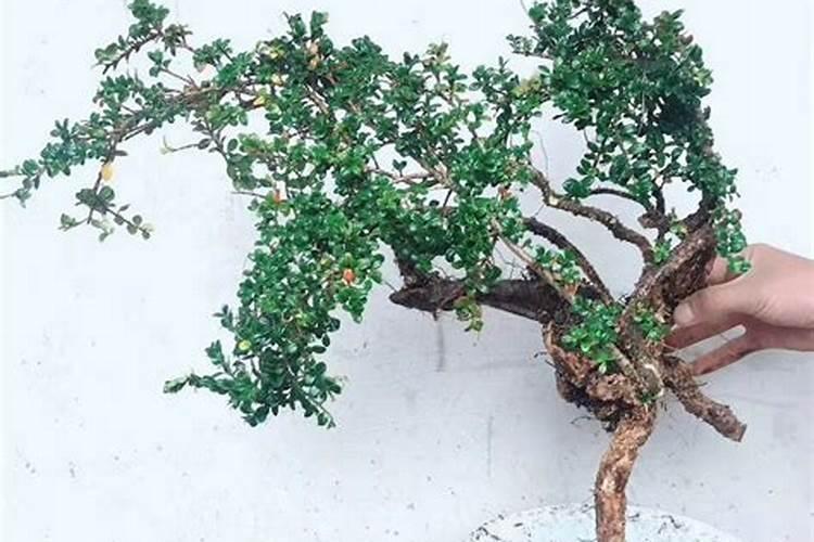 珍珠黄杨的养殖方法和注意事项