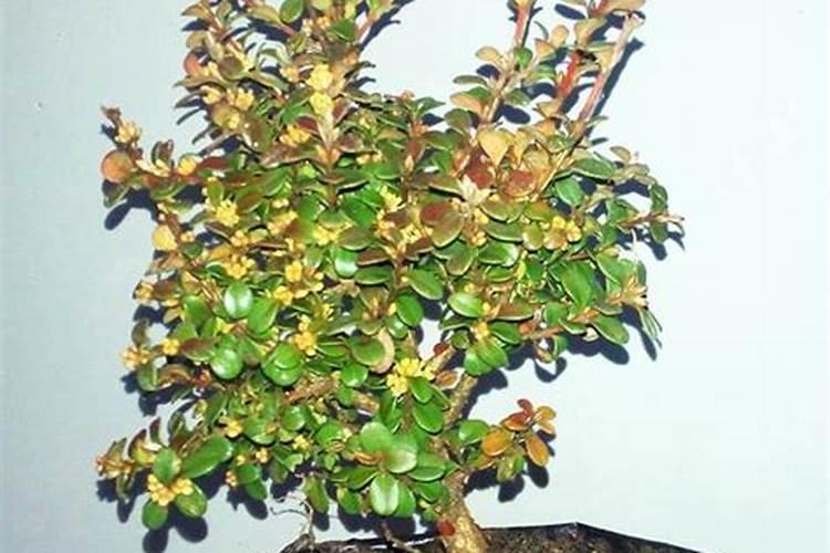 珍珠黄杨的养殖方法和注意事项总结