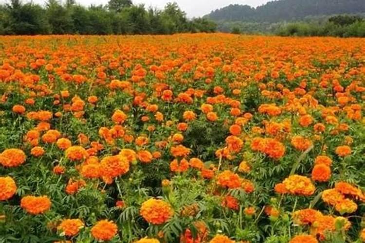 无根的芦荟能泡出根吗