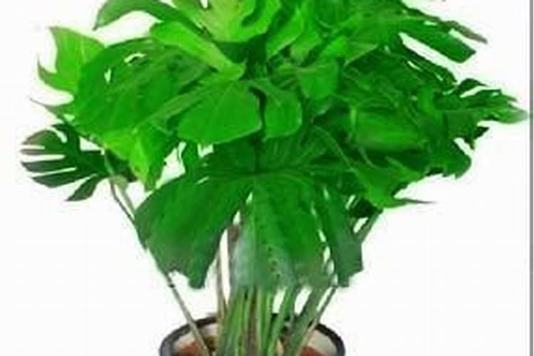 观叶植物施什么肥最好,适合用什么肥料