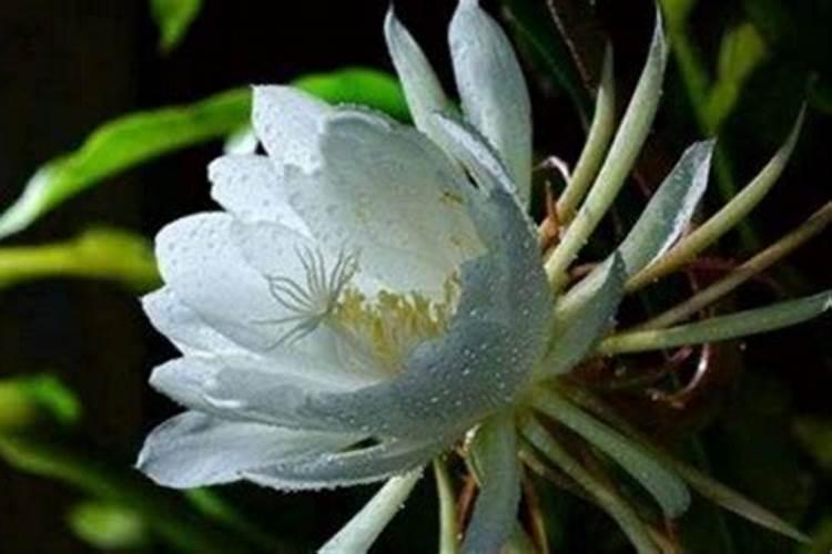 种青菜如何正确施肥 正确做法