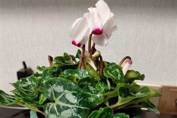 仙客来开花期间怎么浇水施肥