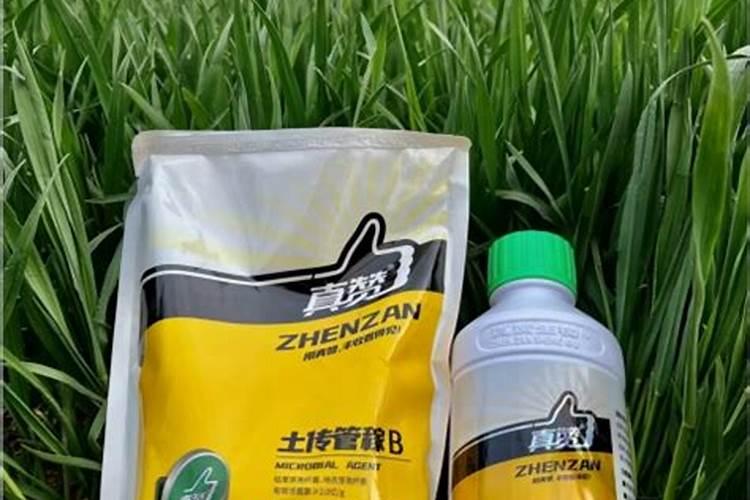 长寿花久不开花怎么办？如何养护开花