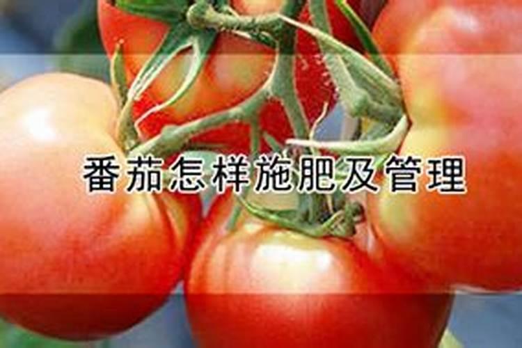 玉米水涝发黄喷什么叶面肥