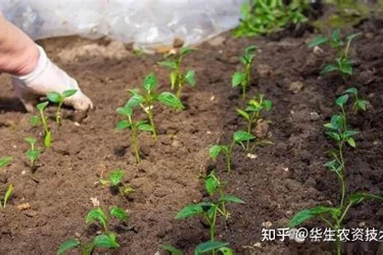 龟背竹施什么肥最好