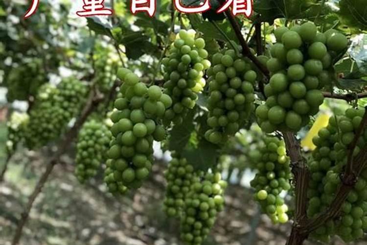 种植油麦菜用木醋液哪个品牌好