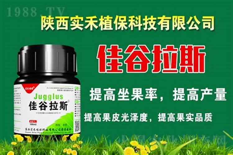 辣椒苗矮小不长怎么办