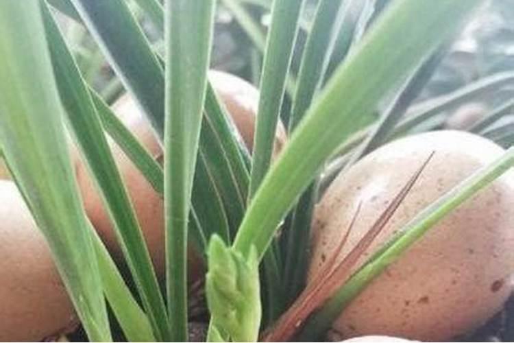 兰花什么季节施肥最好