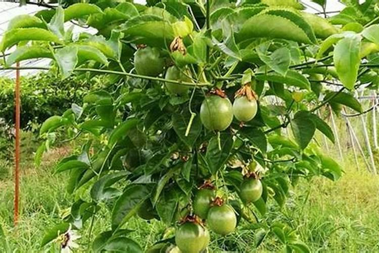 百香果施什么肥挂果多