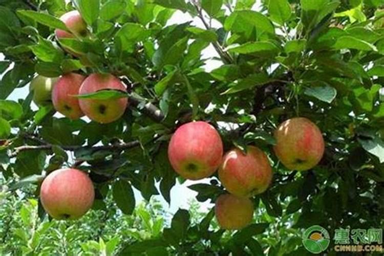 苹果树什么时候施肥好如何给苹果树施肥