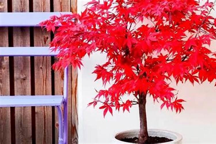 莲藕种植技术