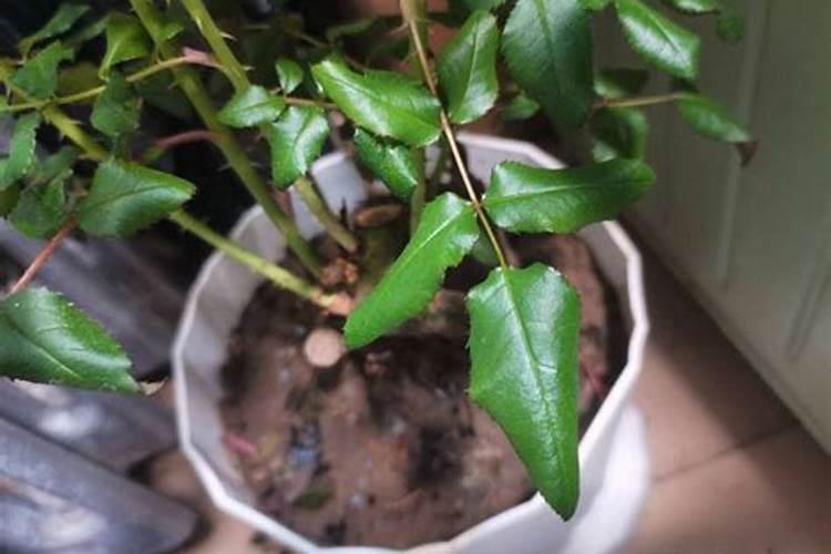 三十烷醇和芸苔素在农作物上的应用有何不同？