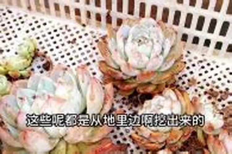 多肉可以施复合肥吗