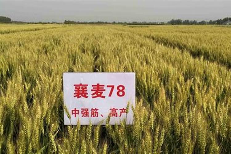 小麦叶面肥什么牌子最好