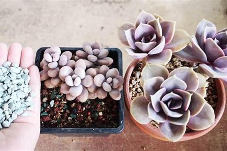 多肉可以用什么肥料,多肉植物喜欢什么肥料(图)