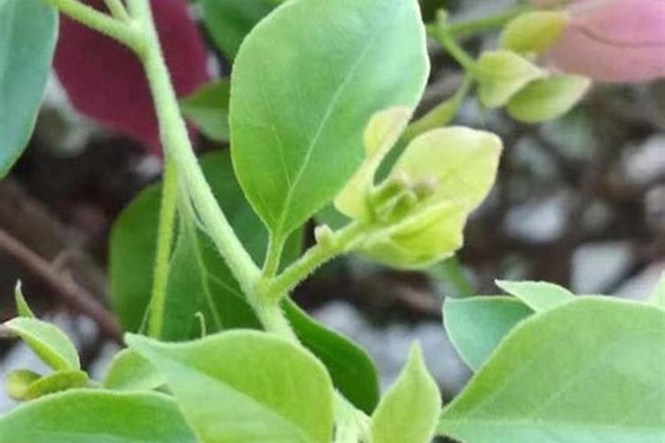 月季长花苞后怎么施肥