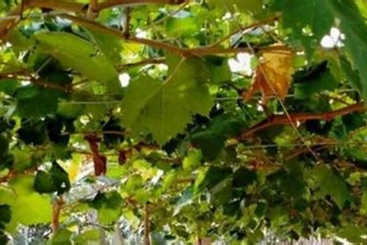 芸豆适合冲施什么元素的肥料