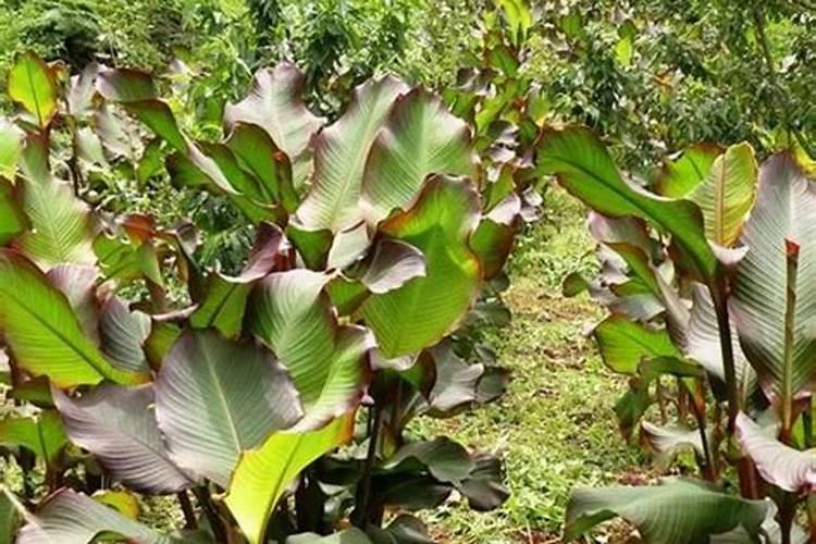 粉蕉用什么肥料最好