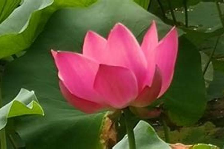 茄子移栽后几天施肥