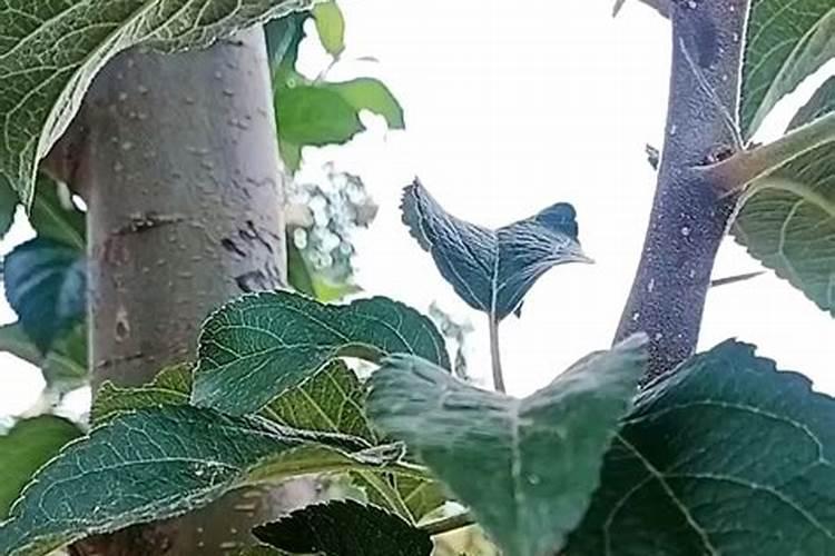 苹果树嫁接为什么出现黄尖叶片发白？