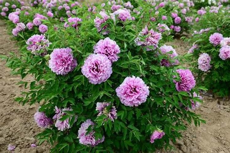 怎么挑选芒果比较甜好吃？当前芒果市场上多少钱一斤？