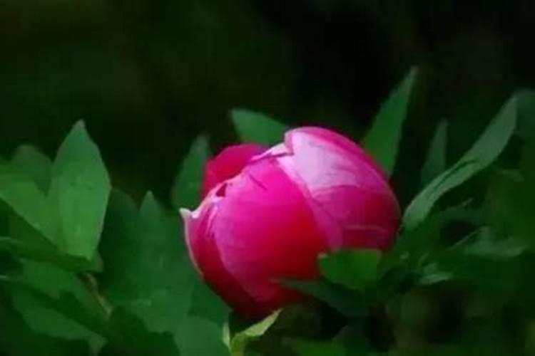 牡丹花什么时候施肥好 牡丹花施肥最佳时间