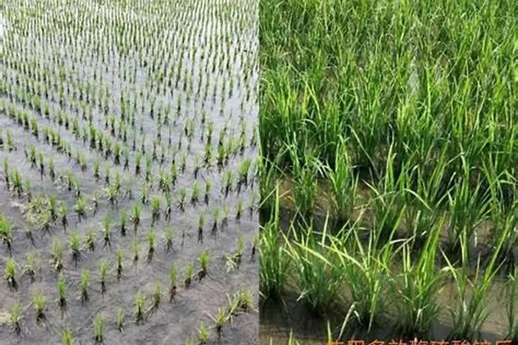 植物缺少氮磷钾分别会出现哪些症状？