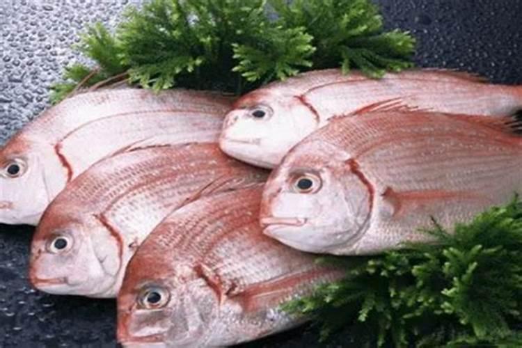 蓬莱真鲷产品价值