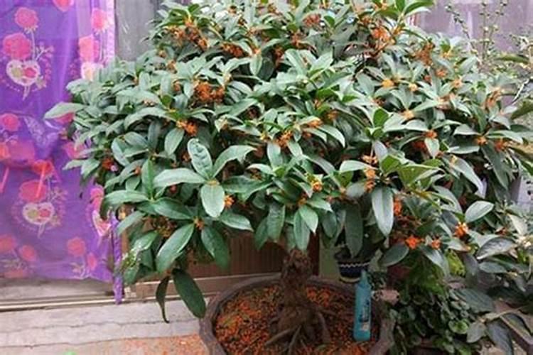 桂花树施什么肥料最好
