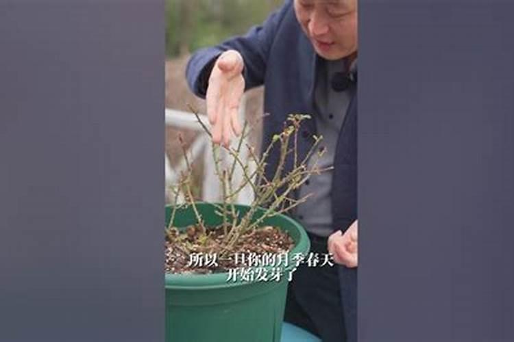 早春花卉施肥需要注意哪些问题？什么肥料比较好？