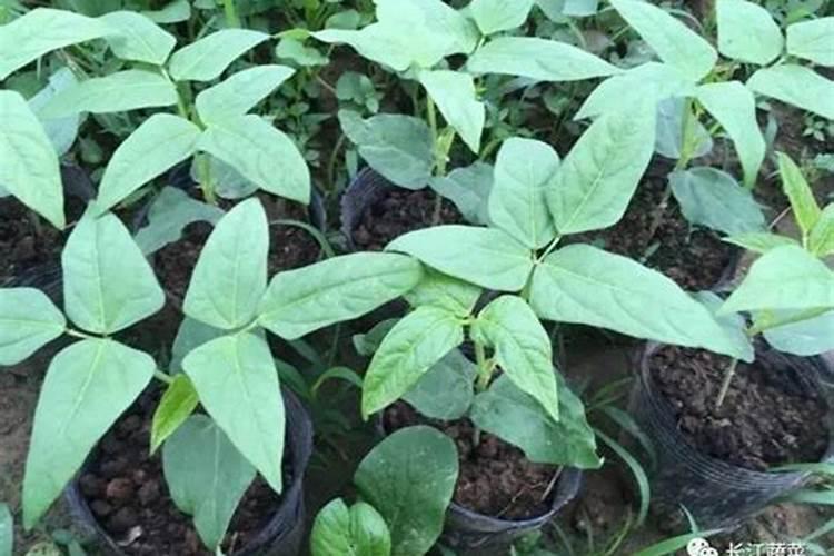 种麦茬花生用什么化肥