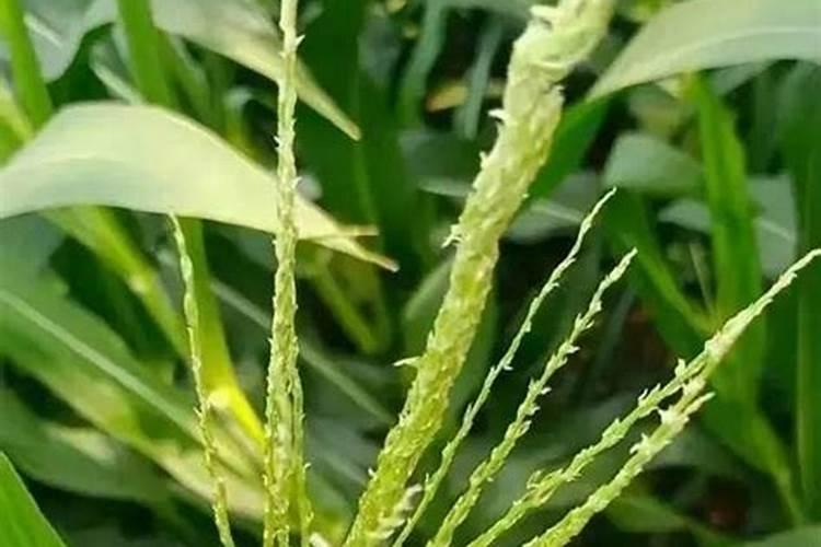 玉米出雄喷尿素和叶面肥有多大的好处,能增产吗？
