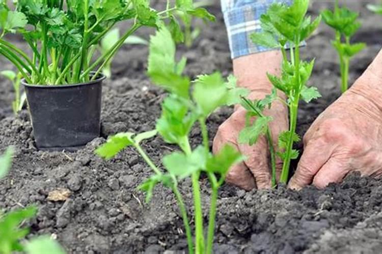 芹菜什么时候施肥 芹菜的施肥时间及方法