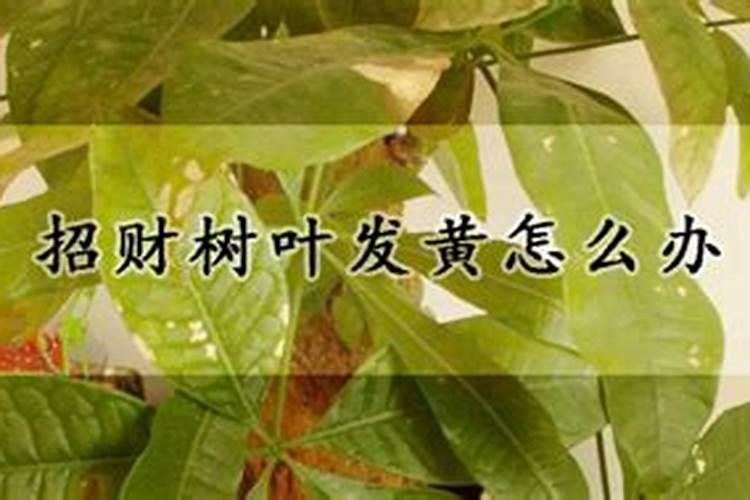 养茉莉,喂上“2种肥”,花苞满枝头,一茬接一茬开花