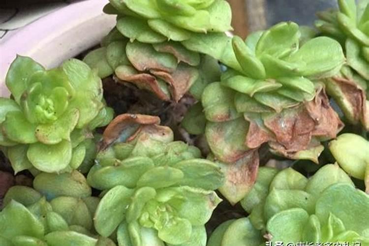 三角梅春天用什么肥料