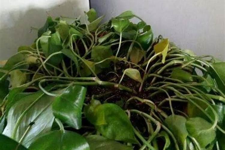 磷肥对小麦有哪些作用？