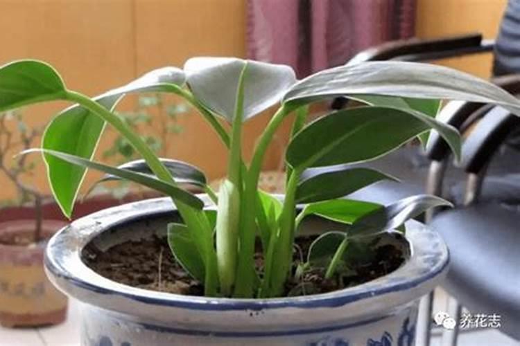 番茄喷施磷酸二氢钾可以加糖醇钙镁吗